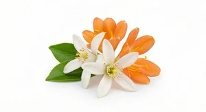 Afrykański kwiat pomarańczy