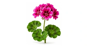Algierska pelargonia