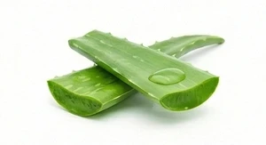 Aloes