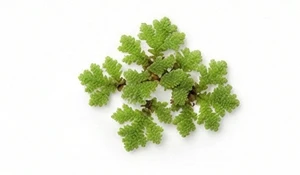 Azolla