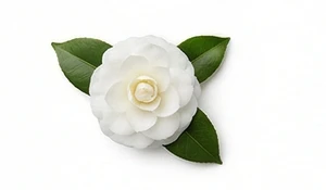 Biała kamelia