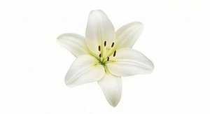 Biała lilia