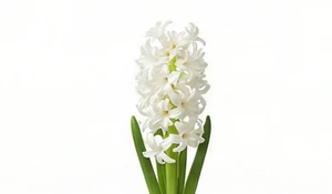 Biały hiacynt