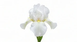 Biały irys