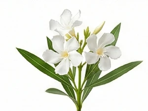 Biały oleander