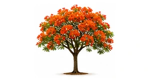 Choinka lub drzewo płomieniste