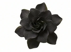Czarna gardenia