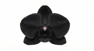 Czarna orchidea