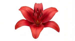 Czerwona lilia