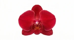 Czerwona orchidea