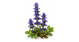 Dąbrówka rozłogowa