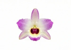 Diamentowa orchidea