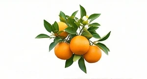 Drzewo pomarańczowe