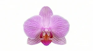Dzika orchidea