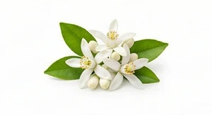 Francuski kwiat pomarańczy