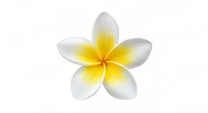 Frangipani