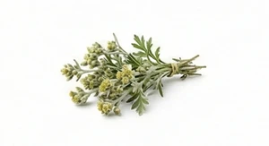 Genepi