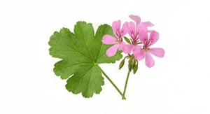 Geranium afrykańskie