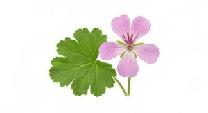 Geranium