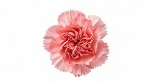 Goździk postrzępiony