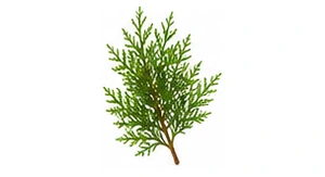 Hinoki