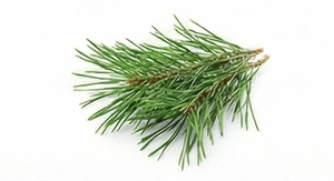 Igły cedrowe