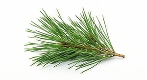 Igły sosnowe