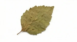 Indonezyjski liść paczuli