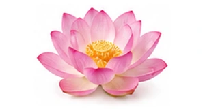 Japoński różowy lotos