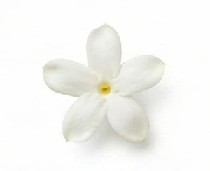 Jaśmin gwiaździsty