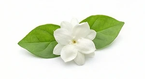 Jaśmin wielkolistny