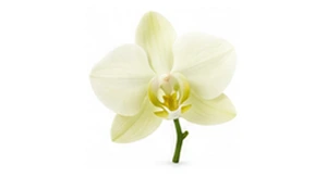 Jaśminowa orchidea