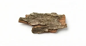 Kora drzewa figowego