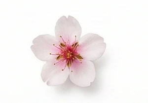 Kwiat białej brzoskwini