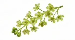 Kwiat czarnej porzeczki