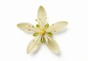 Kwiat czerpni gujańskiej