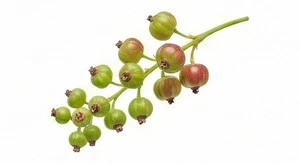 Kwiat czerwonej porzeczki