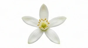 Kwiat gorzkiej pomarańczy