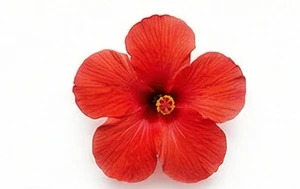 Kwiat hibiskusa