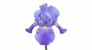 Kwiat irysa