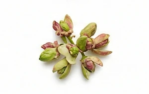 Kwiat pistacji