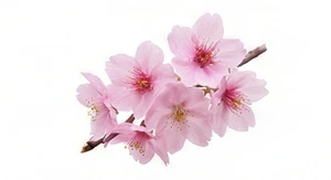 Kwiat wiśni japońskiej