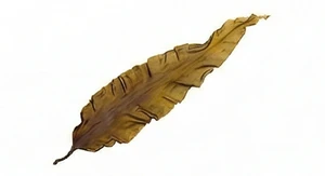 Laminaria