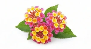 Lantana