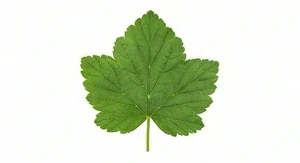 Liść czarnej porzeczki