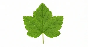 Liść czerwonej porzeczki