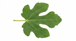 Liść figi