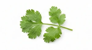 Liść kolendry