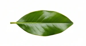 Liść magnolii