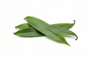 Liście wanilii